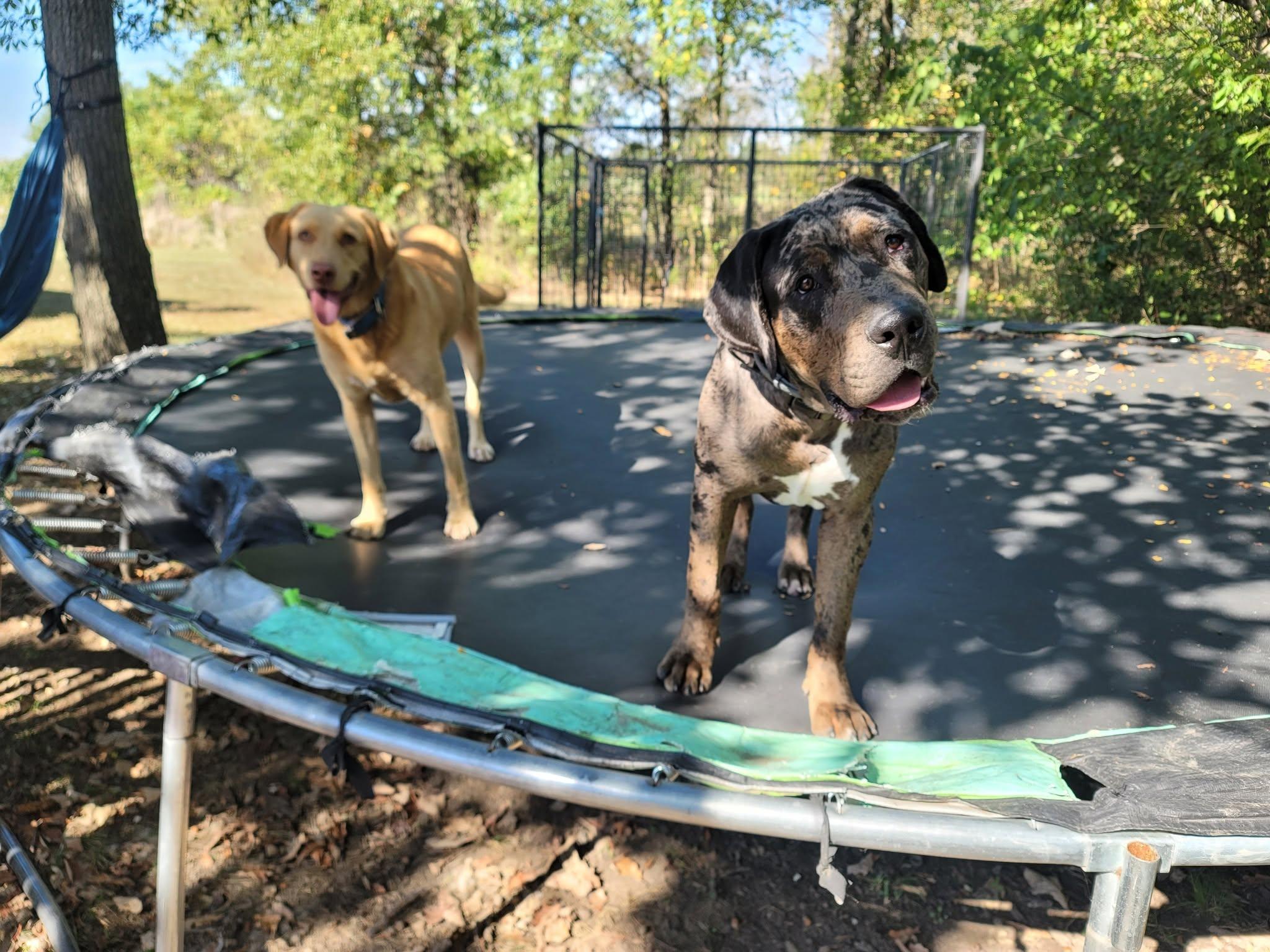 Enlarge Hank, a Adoptable mixed breed in Lexington, MO image 5/6