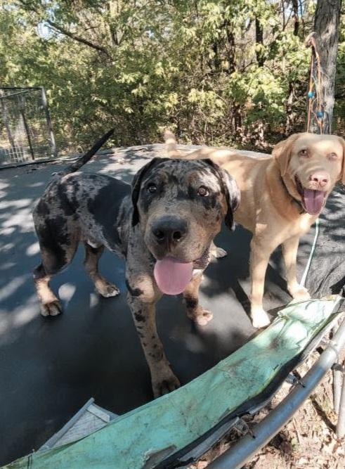 Enlarge Hank, a Adoptable mixed breed in Lexington, MO image 6/6