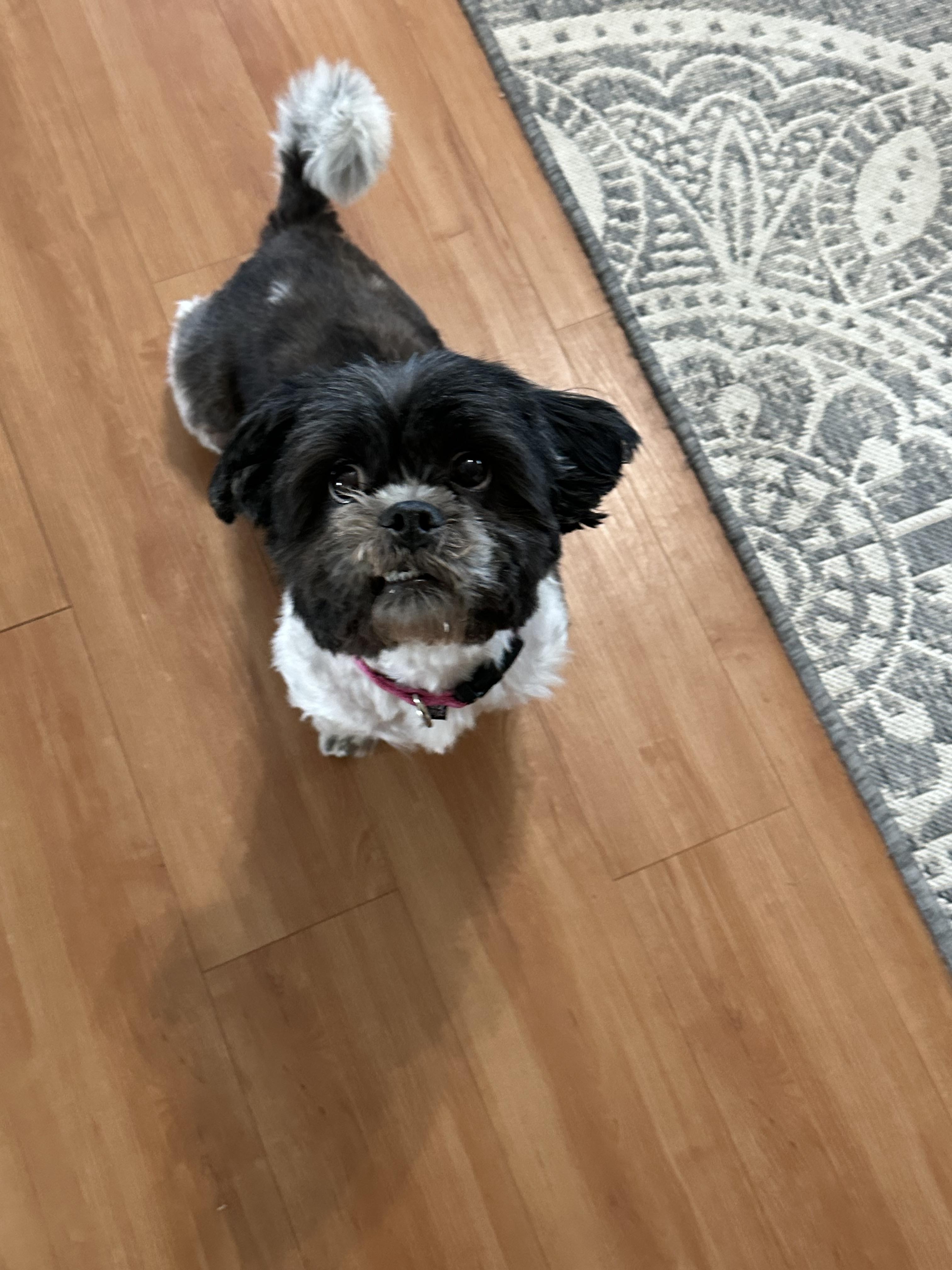 Enlarge Penny, a Adopted Shih Tzu in merrillville, IN image 1/6