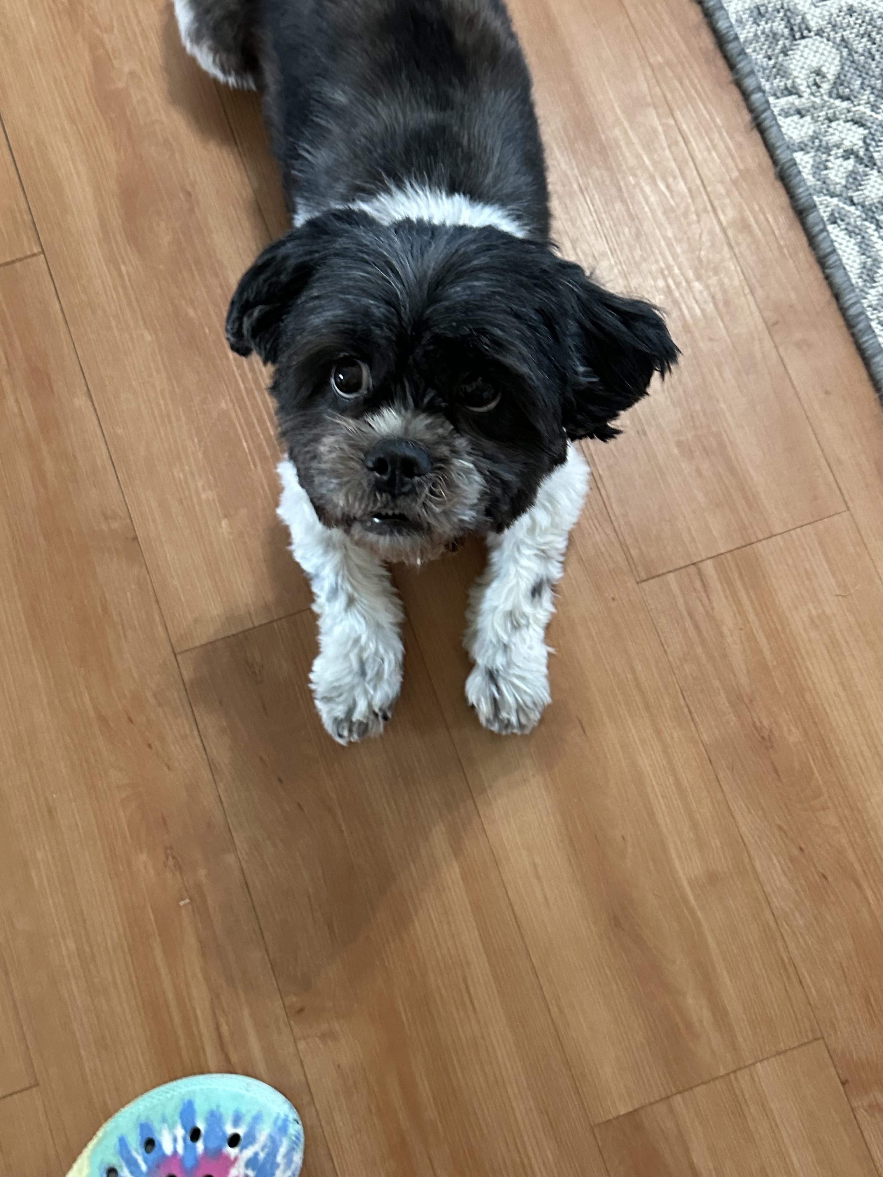 Enlarge Penny, a Adopted Shih Tzu in merrillville, IN image 5/6
