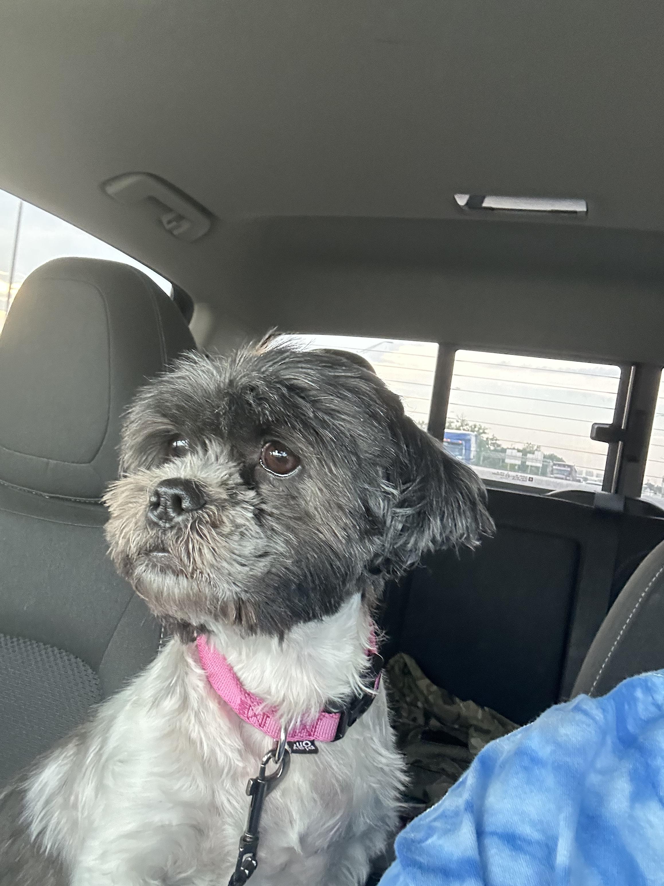 Enlarge Penny, a Adopted Shih Tzu in merrillville, IN image 6/6