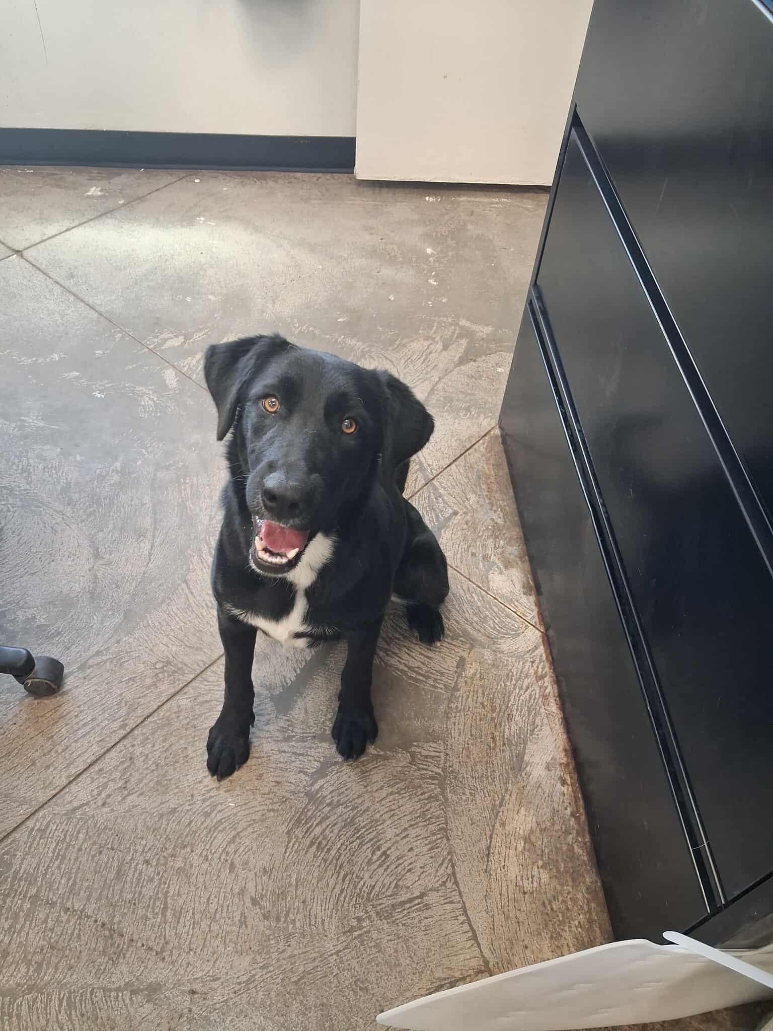 Shilo, an adoptable Labrador Retriever in Roosevelt, UT, 84066 | Photo Image 3
