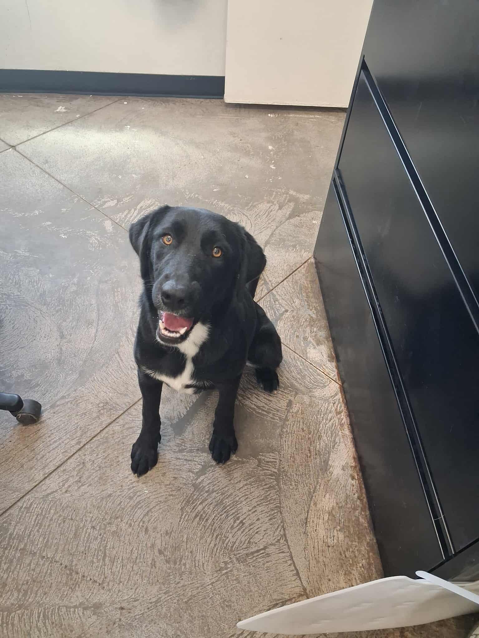 Shilo, an adoptable Labrador Retriever in Roosevelt, UT, 84066 | Photo Image 1