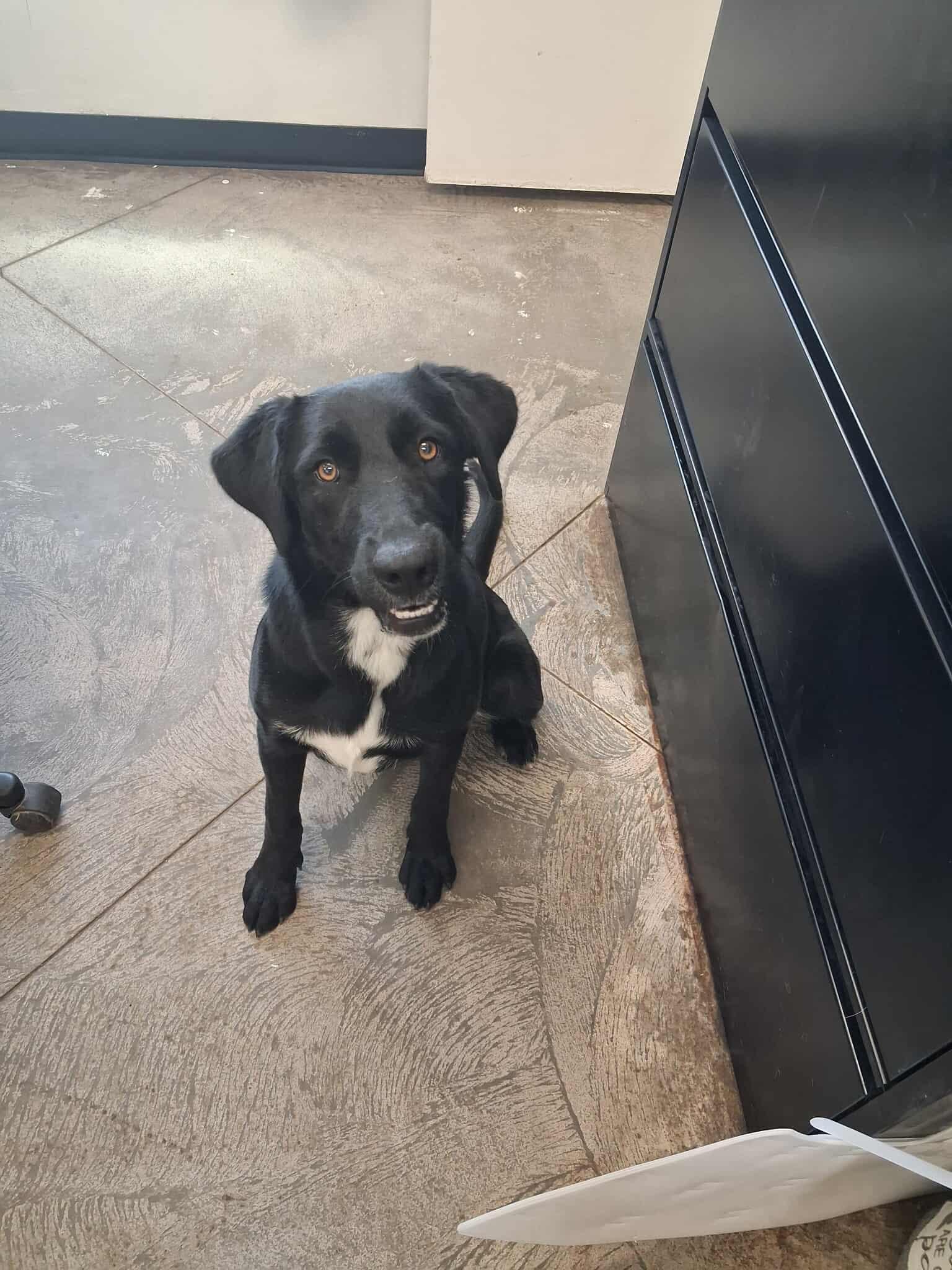 Shilo, an adoptable Labrador Retriever in Roosevelt, UT, 84066 | Photo Image 2