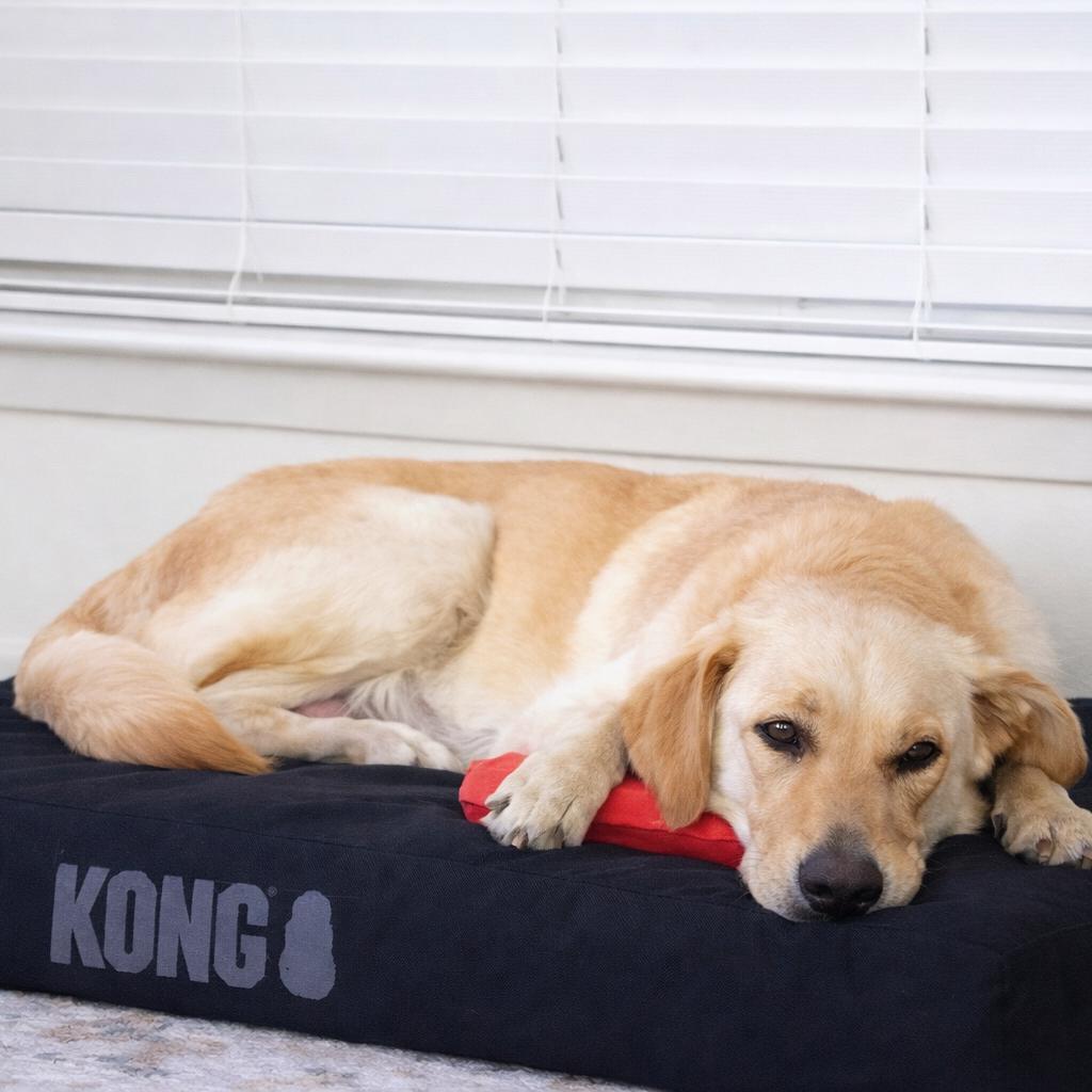 Magpie (Benefactor Dog) — thumbnail 2