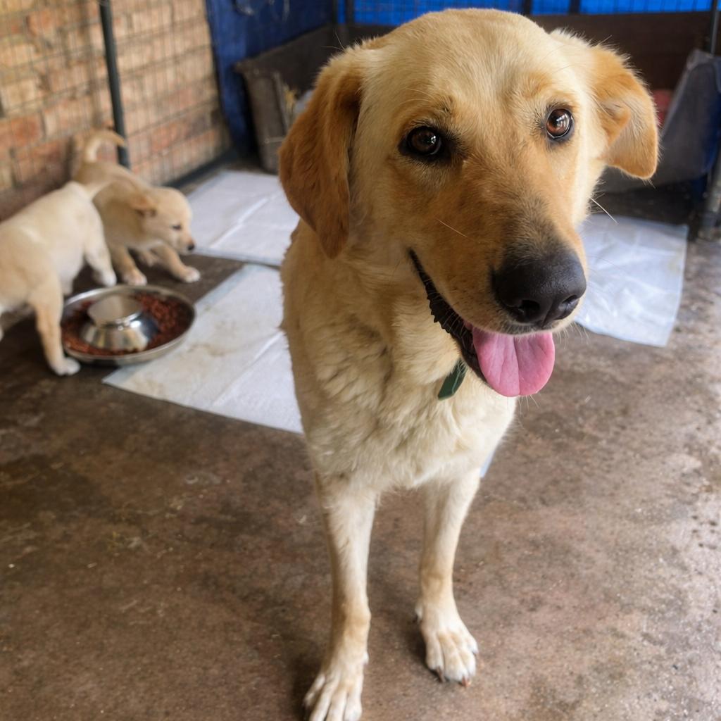 Magpie (Benefactor Dog) — thumbnail 3