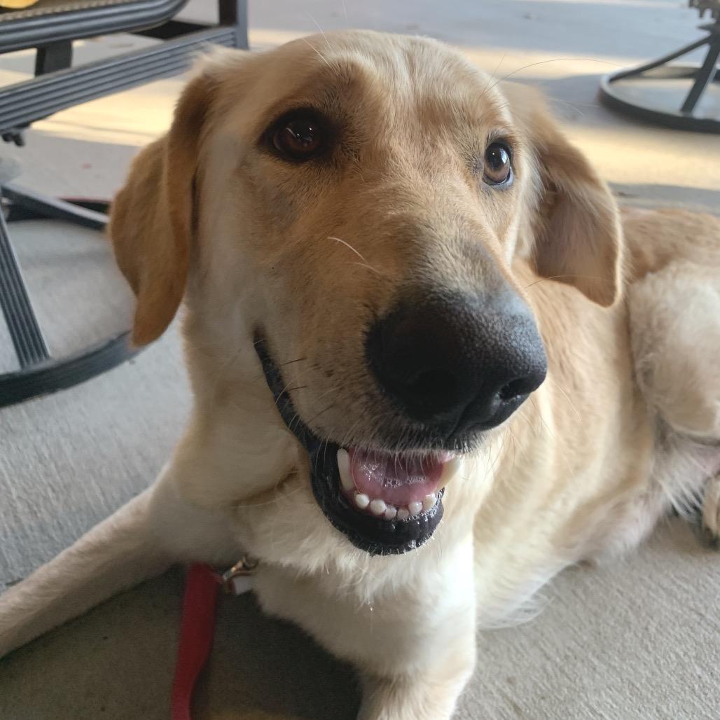 Magpie (Benefactor Dog) — thumbnail 5