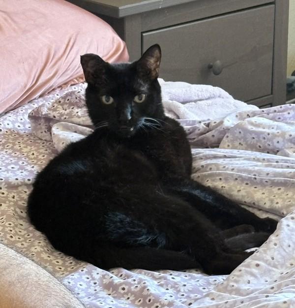 Gibby, Adoptable, Senior Male Domestic Short Hair.