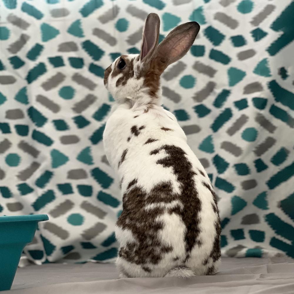 Enlarge Willow, a Adoptable English Spot in Houston, TX image 2/5