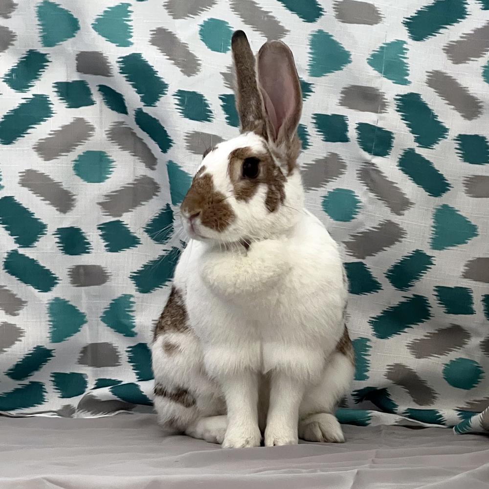 Enlarge Willow, a Adoptable English Spot in Houston, TX image 3/5