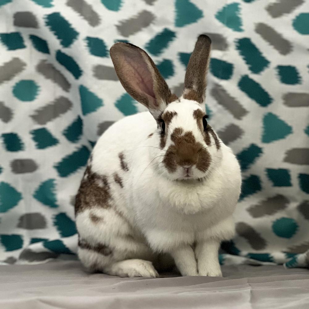 Enlarge Willow, a Adoptable English Spot in Houston, TX image 4/5