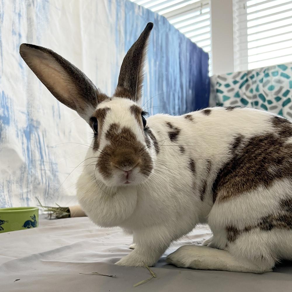 Enlarge Willow, a Adoptable English Spot in Houston, TX image 5/5