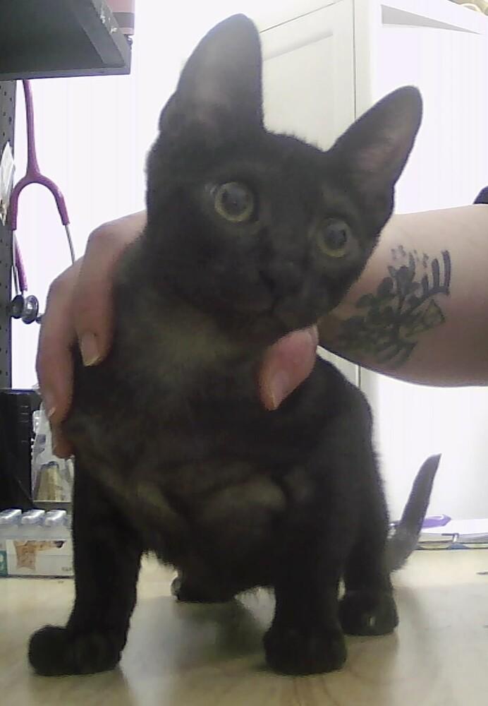 Enlarge Mesquite, a Adoptable Domestic Short Hair in Anoka, MN image 1/1