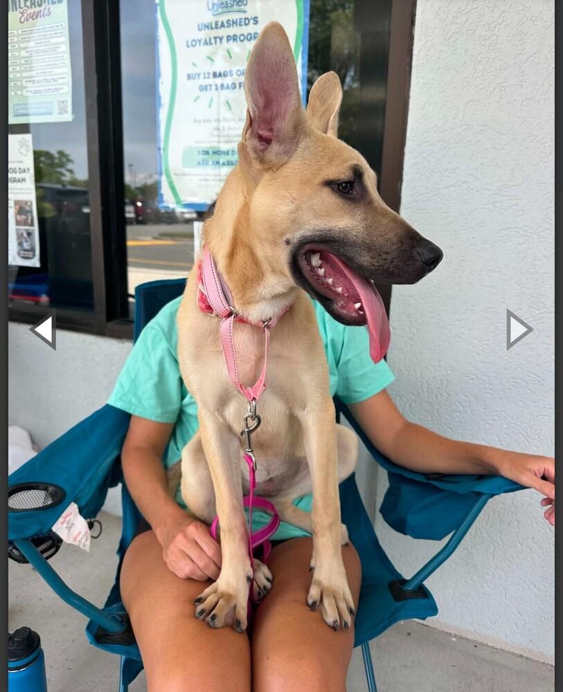LULU, Adoptable, Young Female German Shepherd Dog.