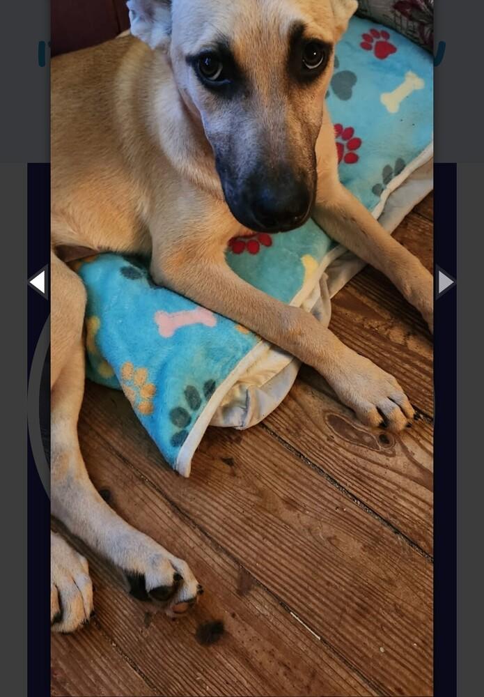 Enlarge LULU, a Adoptable mixed breed in Thompson, PA image 2/6