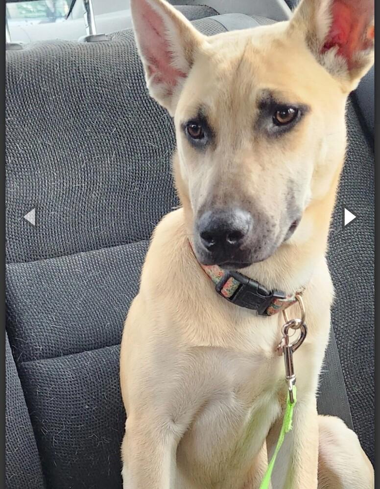 Enlarge LULU, a Adoptable mixed breed in Thompson, PA image 4/6