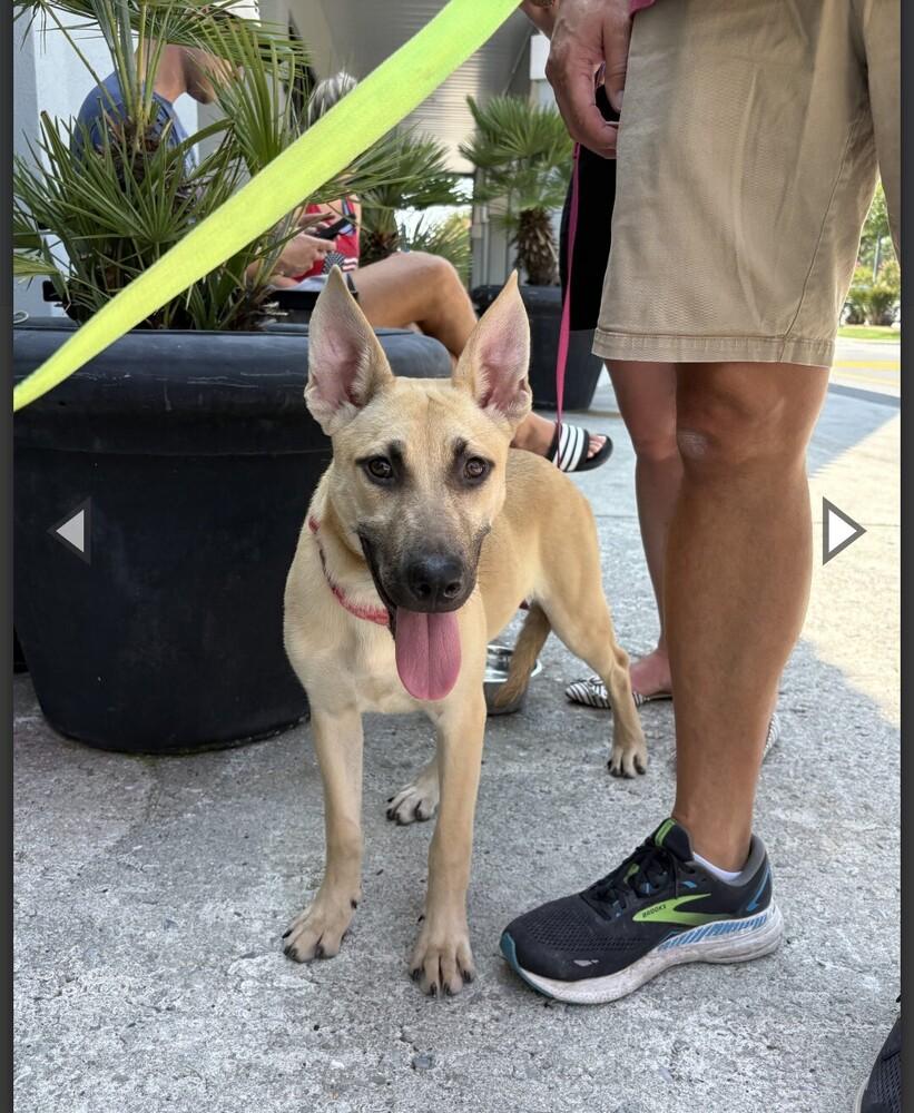 Enlarge LULU, a Adoptable mixed breed in Thompson, PA image 5/6