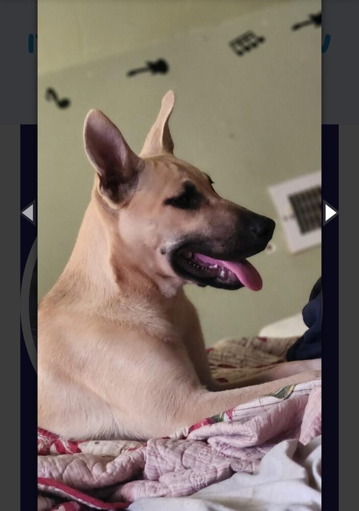 Enlarge LULU, a Adoptable mixed breed in Thompson, PA image 6/6