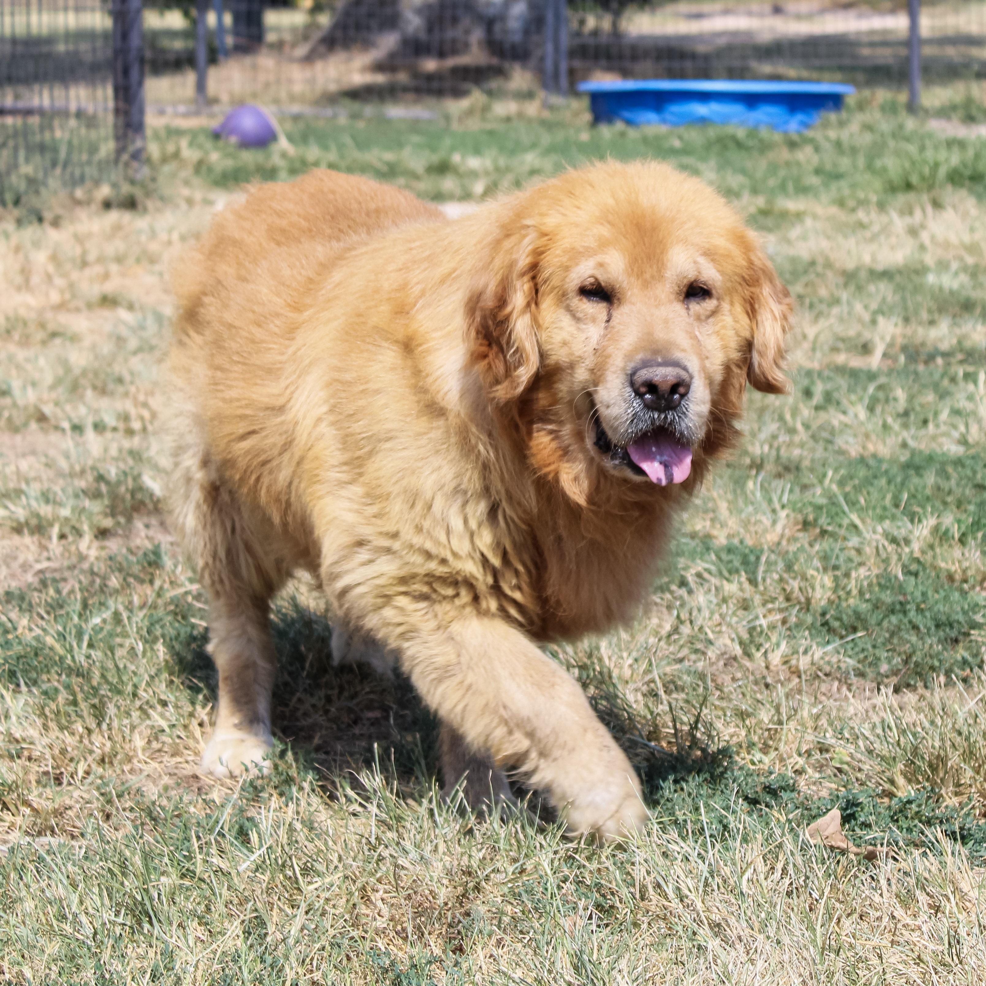 Enlarge Sergeant, a ADOPTABLE Golden Retriever in Neosho, MO image 3/3