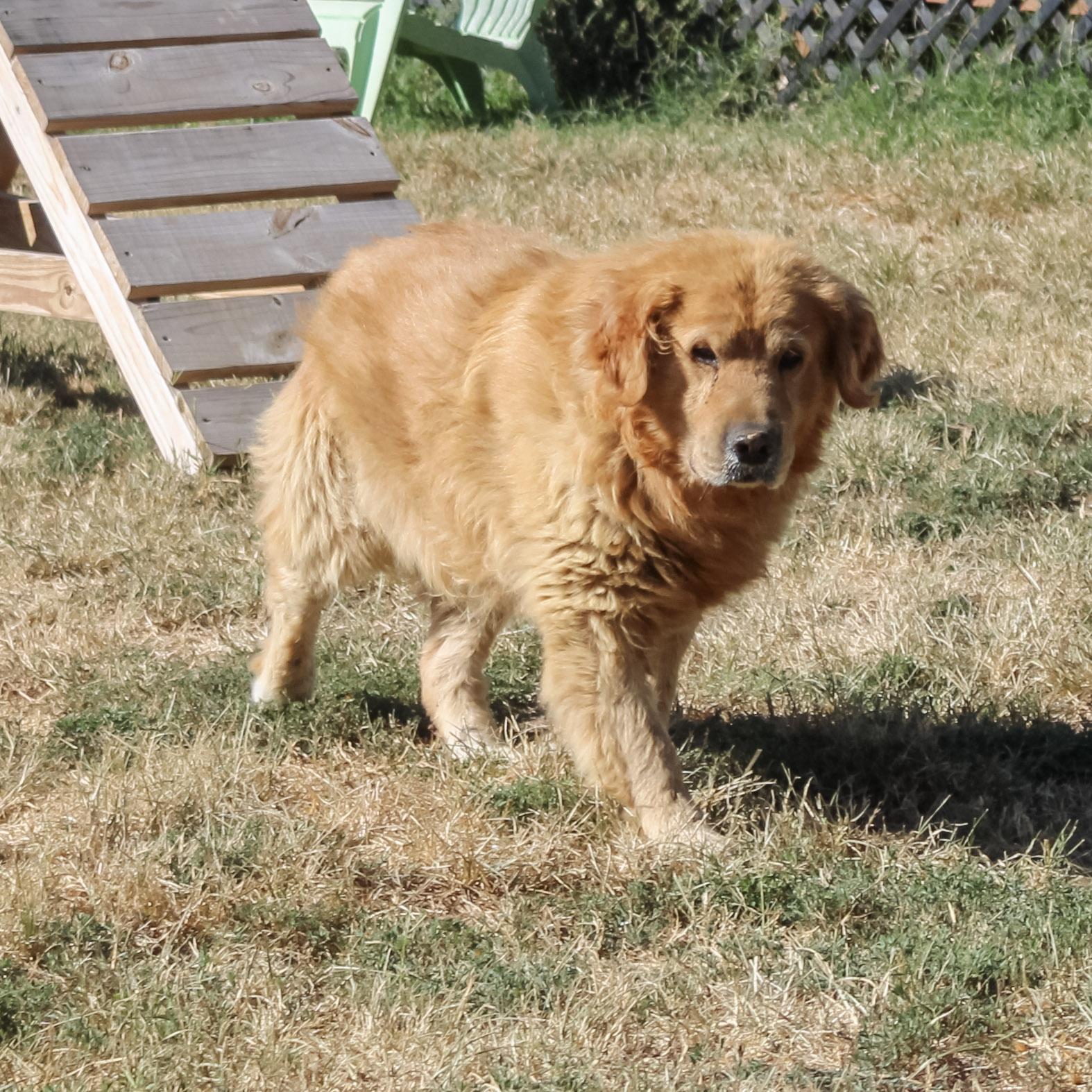 Enlarge Sergeant, a ADOPTABLE Golden Retriever in Neosho, MO image 1/3
