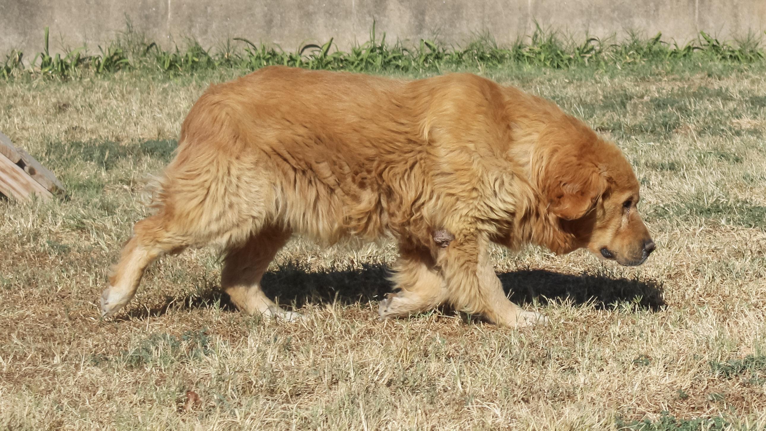 Enlarge Sergeant, a ADOPTABLE Golden Retriever in Neosho, MO image 2/3