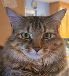 Ellie 07-4320, Adoptable, Young Female Domestic Short Hair.