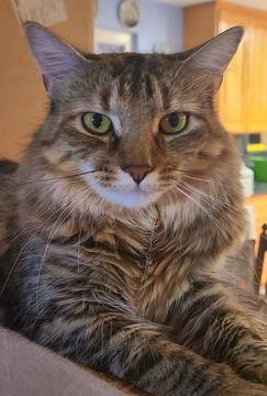 Ellie 07-4320, a Adoptable Domestic Short Hair in Fremont, CA image 2/2