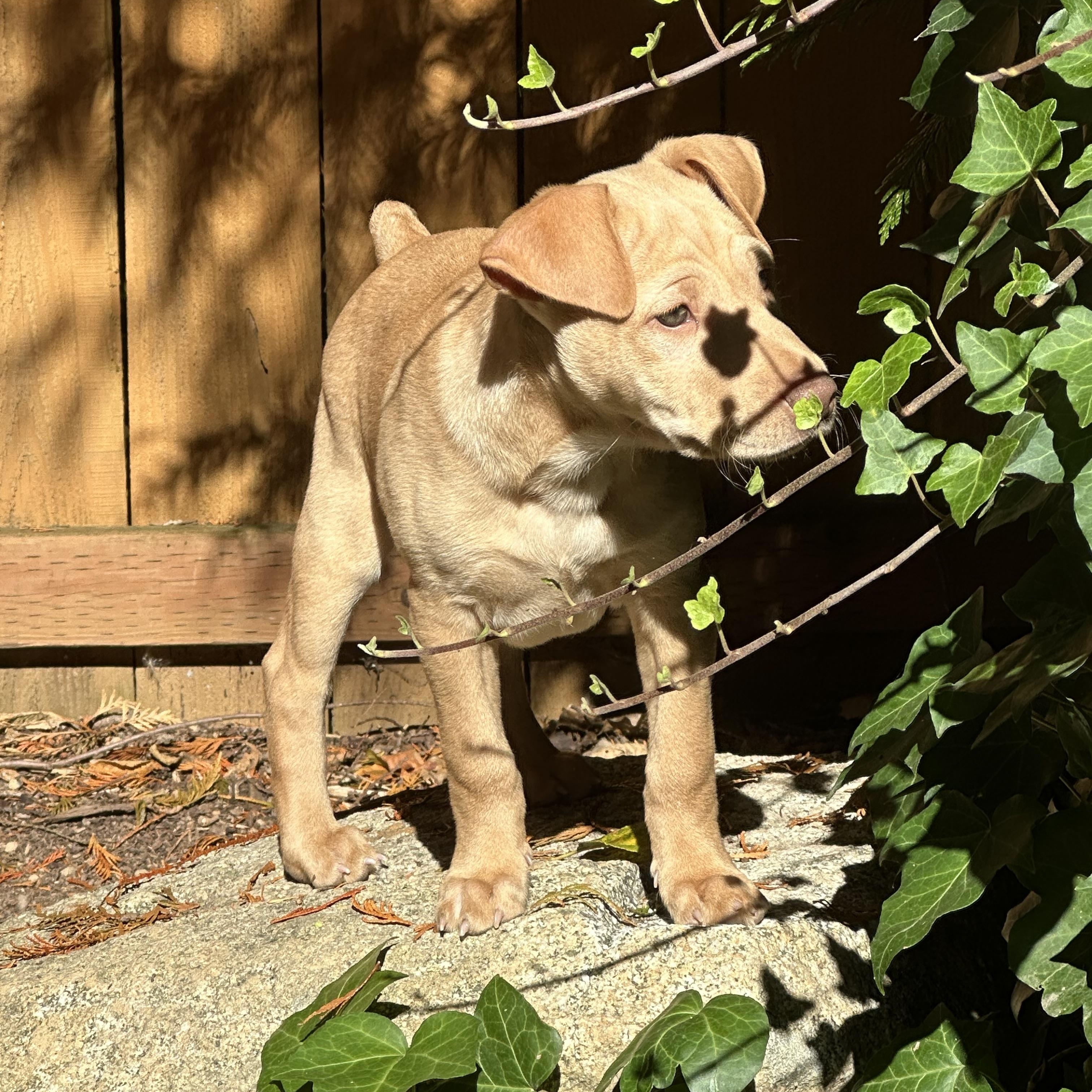 Enlarge MATEO, a Adopted mixed breed in Shelton, WA image 6/6