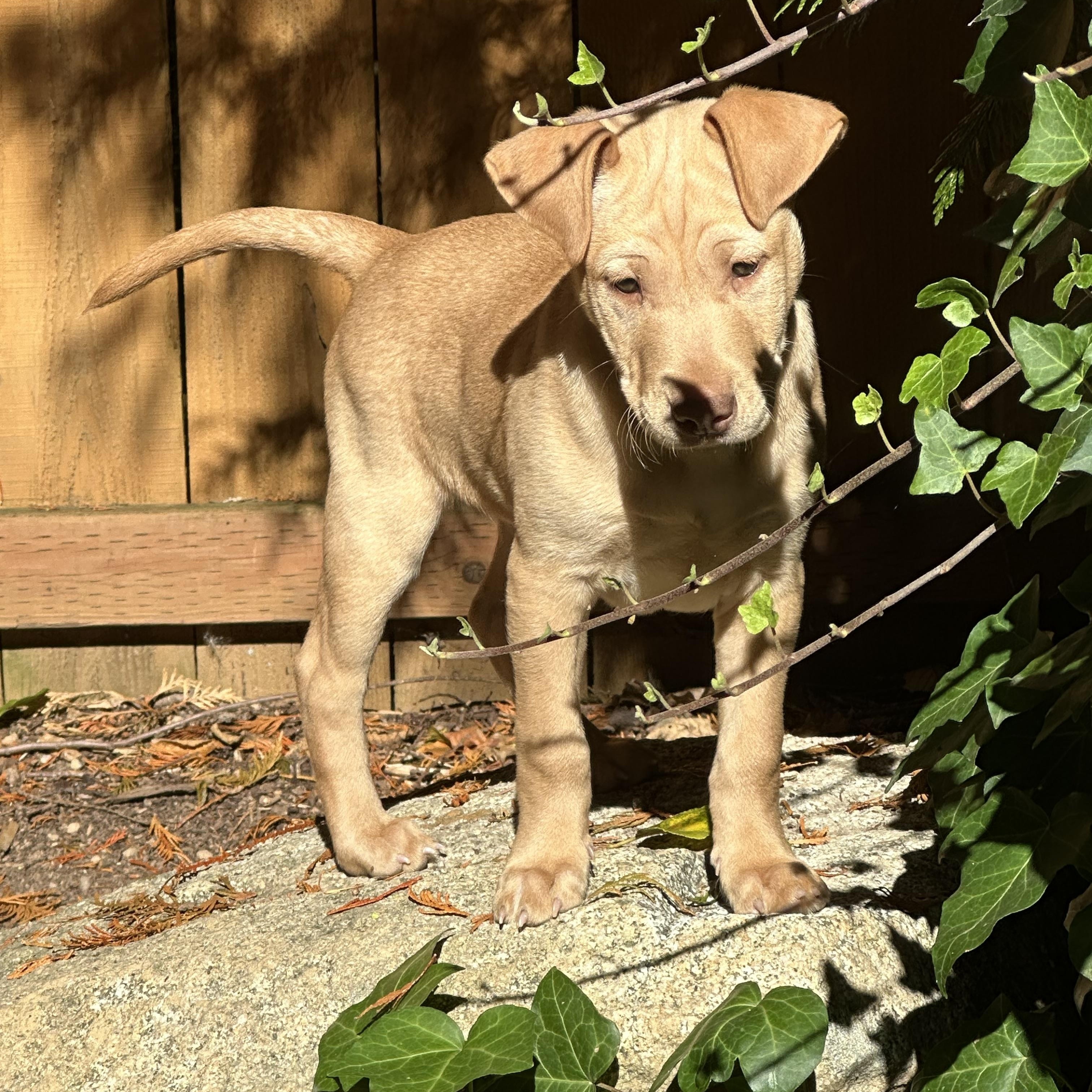 Enlarge MATEO, a Adopted mixed breed in Shelton, WA image 5/6