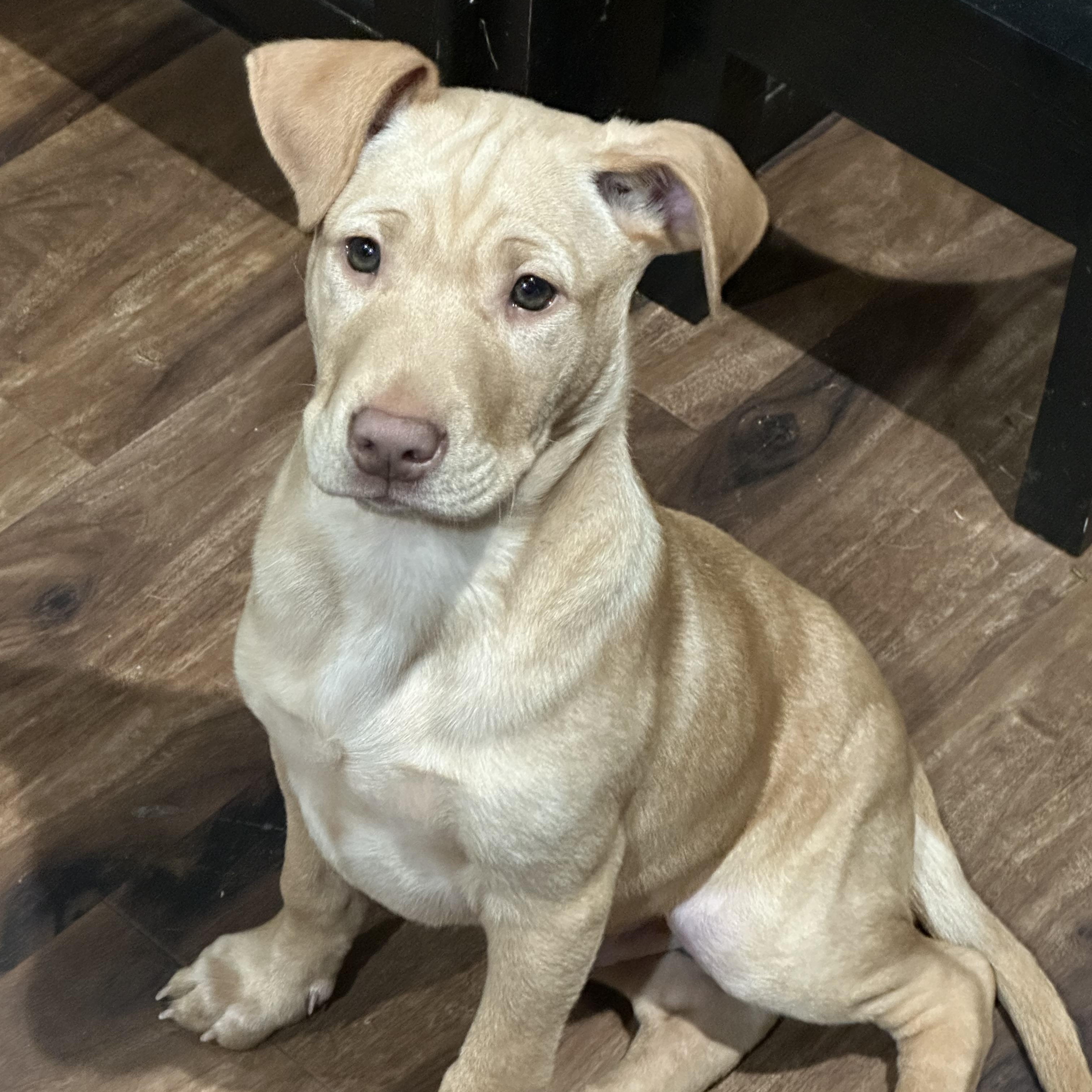 Enlarge MATEO, a Adopted mixed breed in Shelton, WA image 4/6