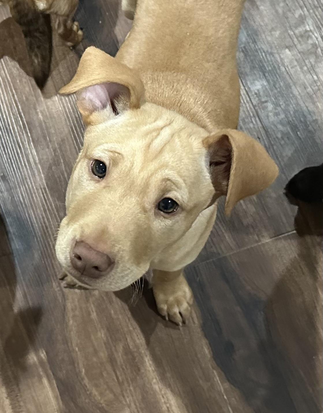 Enlarge MATEO, a Adopted mixed breed in Shelton, WA image 3/6