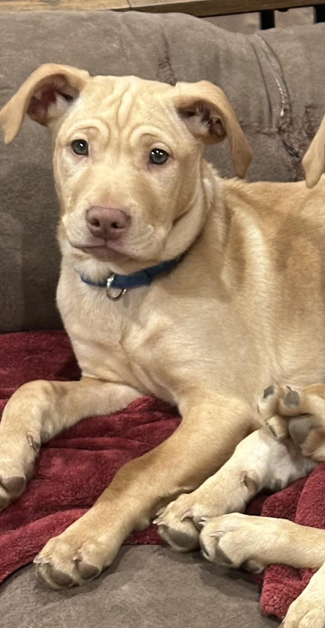 Enlarge MATEO, a Adopted mixed breed in Shelton, WA image 2/6