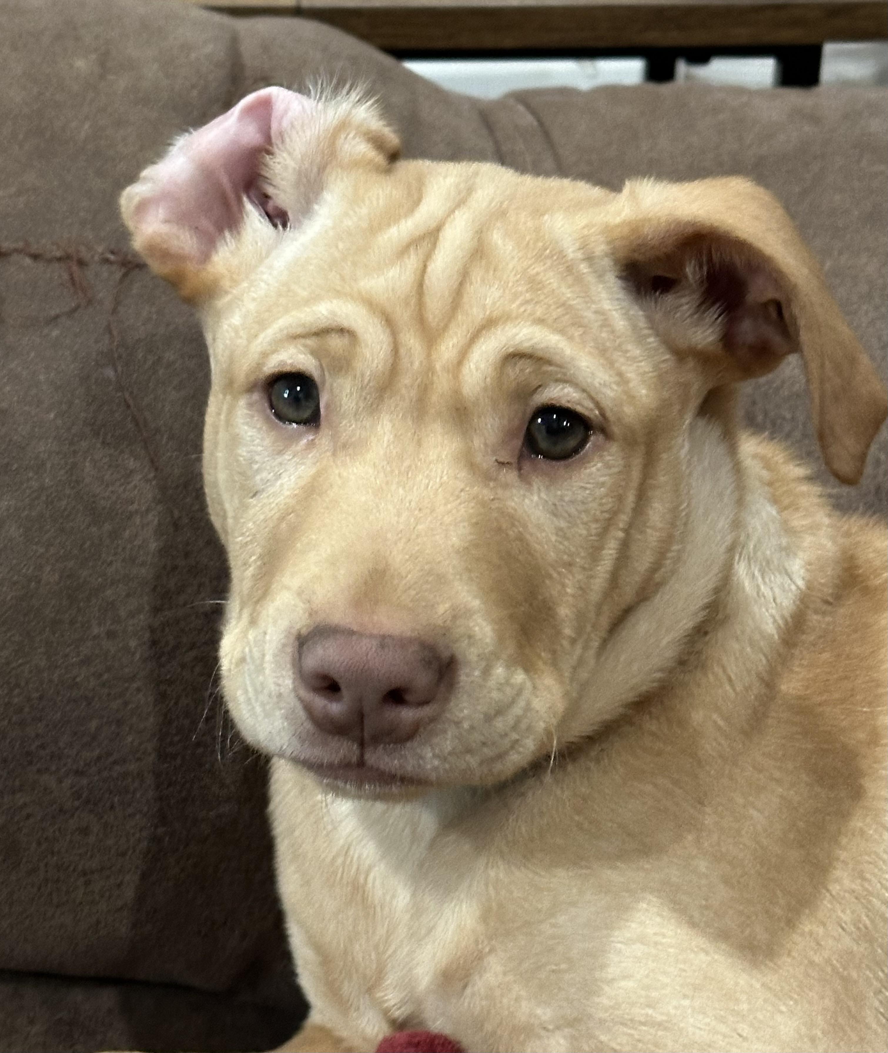 Enlarge MATEO, a Adopted mixed breed in Shelton, WA image 1/6