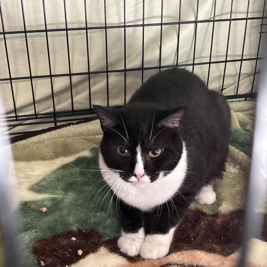 Sawyer, Adoptable, Adult Male Domestic Short Hair.