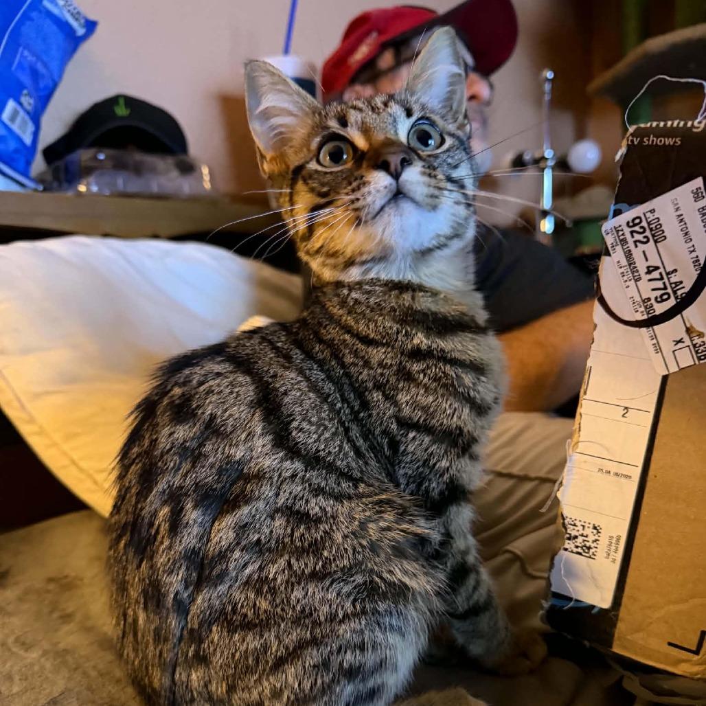 Enlarge Lemongrass, a Adoptable Domestic Short Hair in SAN ANTONIO, TX image 1/1