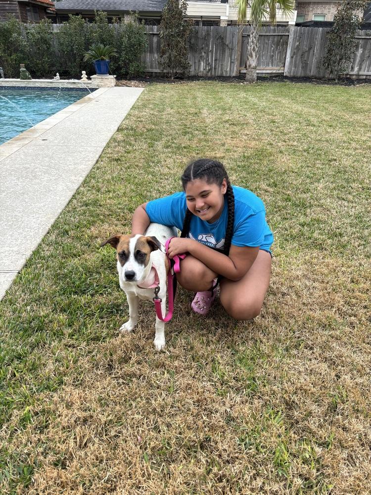 Sarafina, Adoptable, Puppy Female Australian Cattle Dog / Blue Heeler.