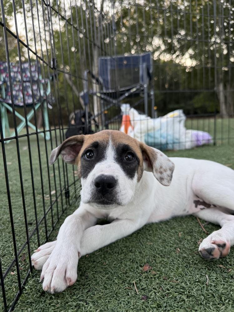 Enlarge Sarafina, a Adoptable Australian Cattle Dog / Blue Heeler in Brookshire, TX image 2/6