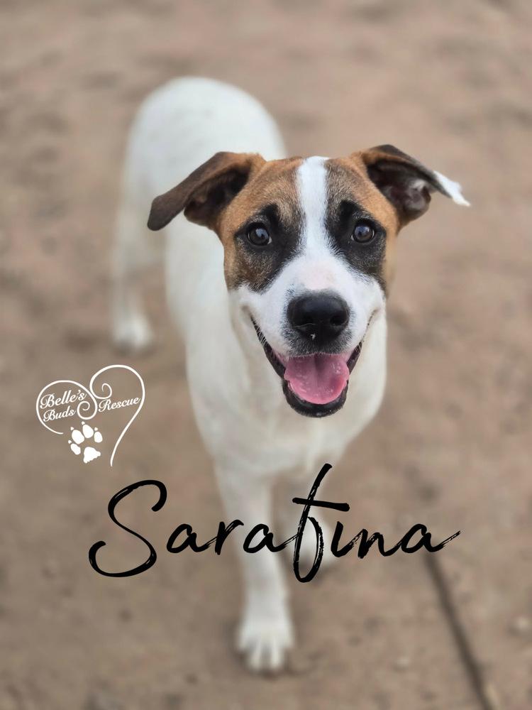 Enlarge Sarafina, a Adoptable Australian Cattle Dog / Blue Heeler in Brookshire, TX image 3/6