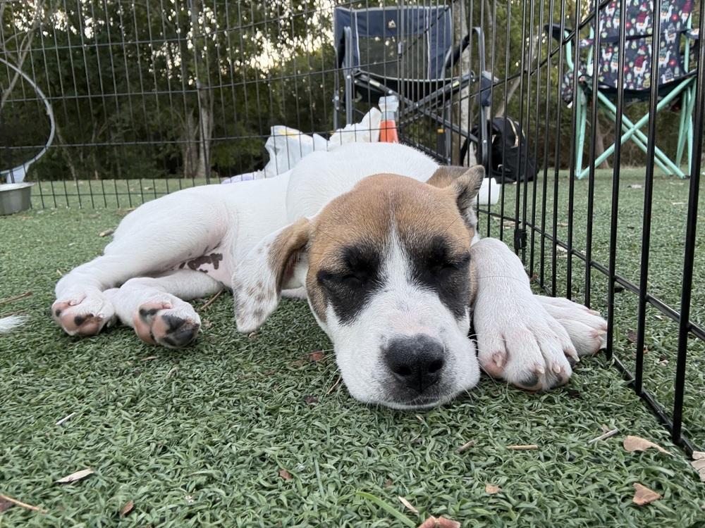 Enlarge Sarafina, a Adoptable Australian Cattle Dog / Blue Heeler in Brookshire, TX image 4/6