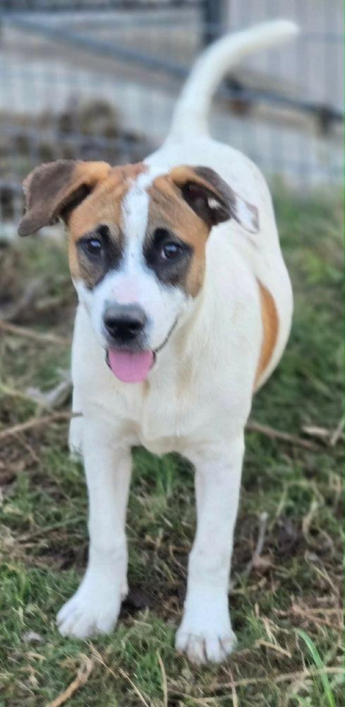 Enlarge Sarafina, a Adoptable Australian Cattle Dog / Blue Heeler in Brookshire, TX image 5/6
