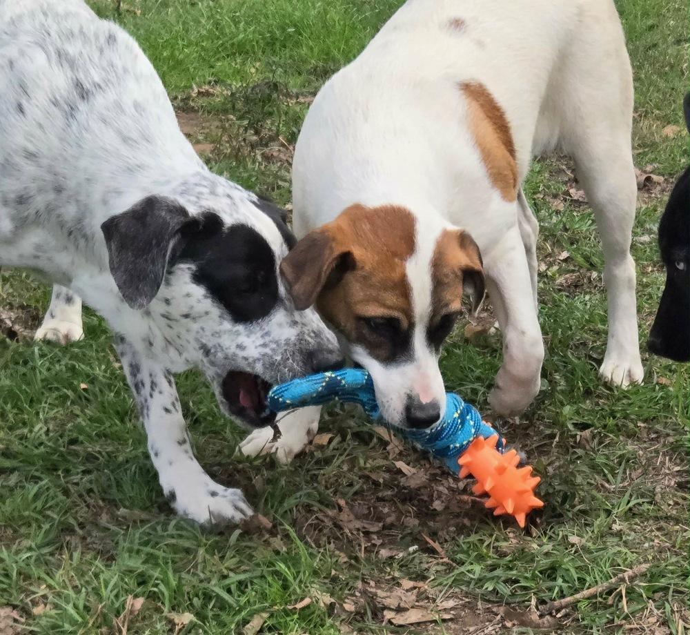 Enlarge Sarafina, a Adoptable Australian Cattle Dog / Blue Heeler in Brookshire, TX image 6/6