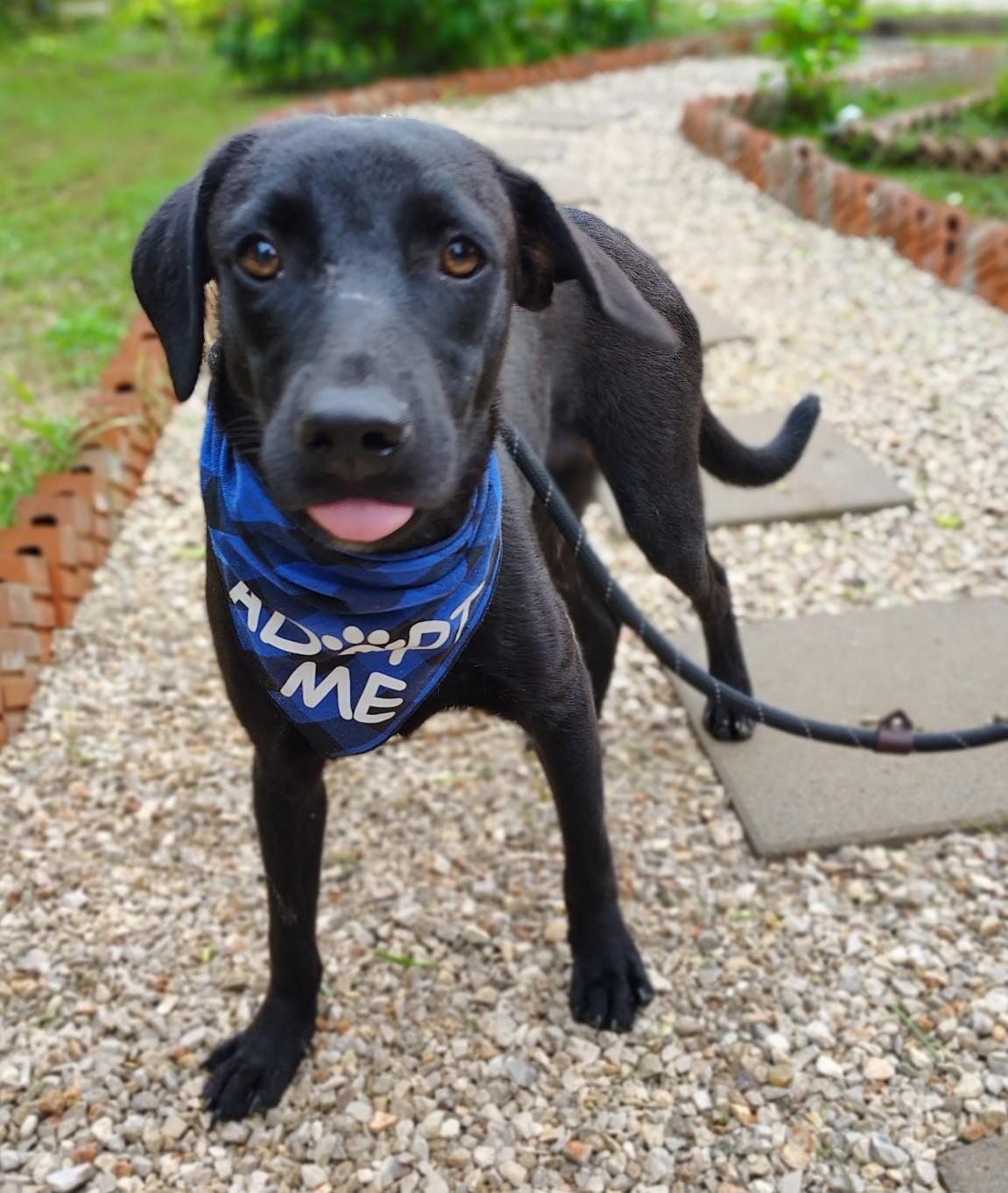 Enlarge Echo, a Adopted mixed breed in Grove City, PA image 4/6