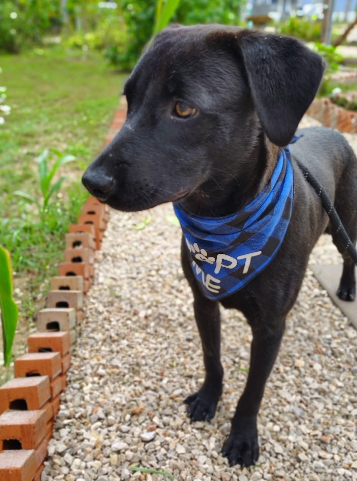 Enlarge Echo, a Adopted mixed breed in Grove City, PA image 5/6