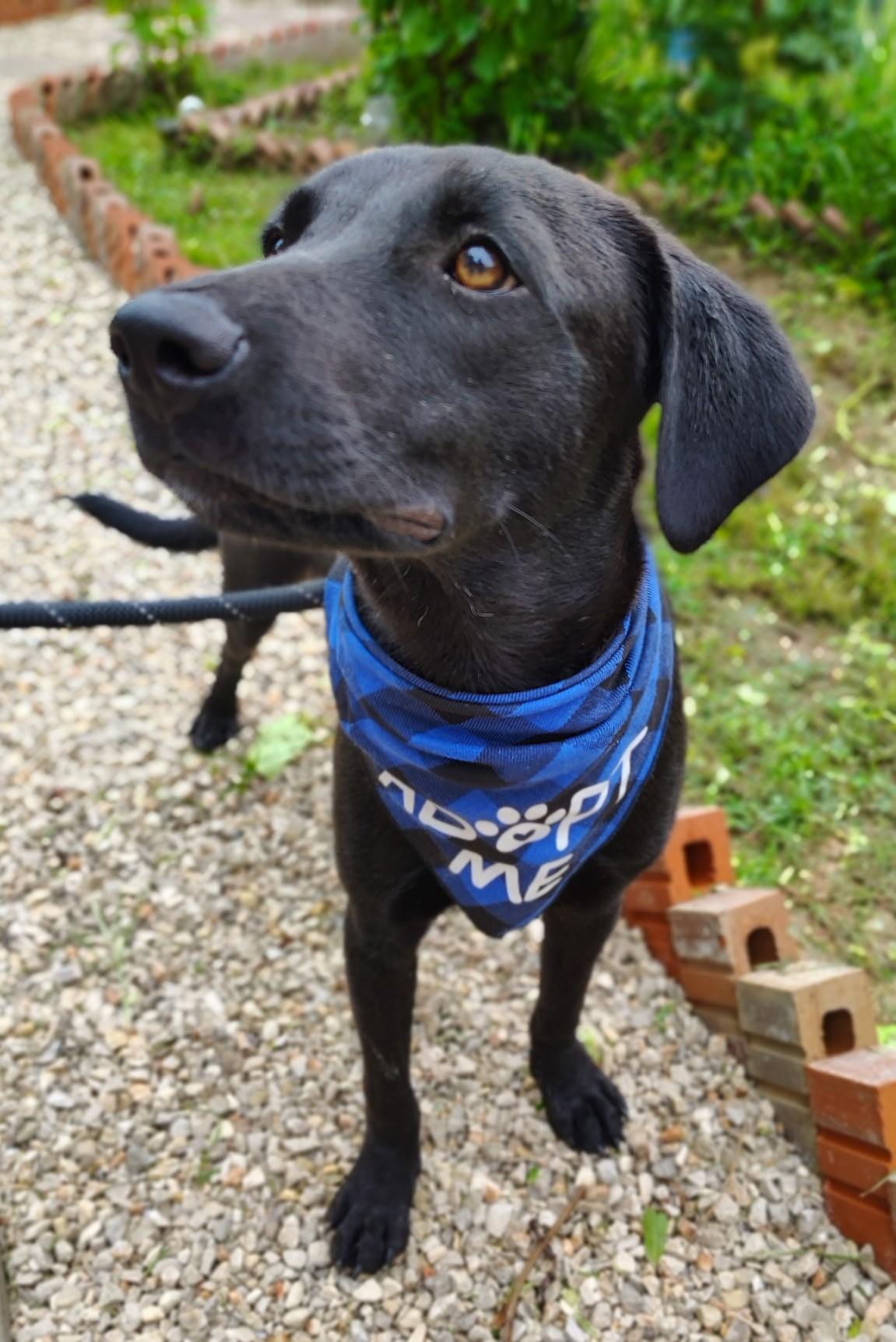 Enlarge Echo, a Adopted mixed breed in Grove City, PA image 3/6