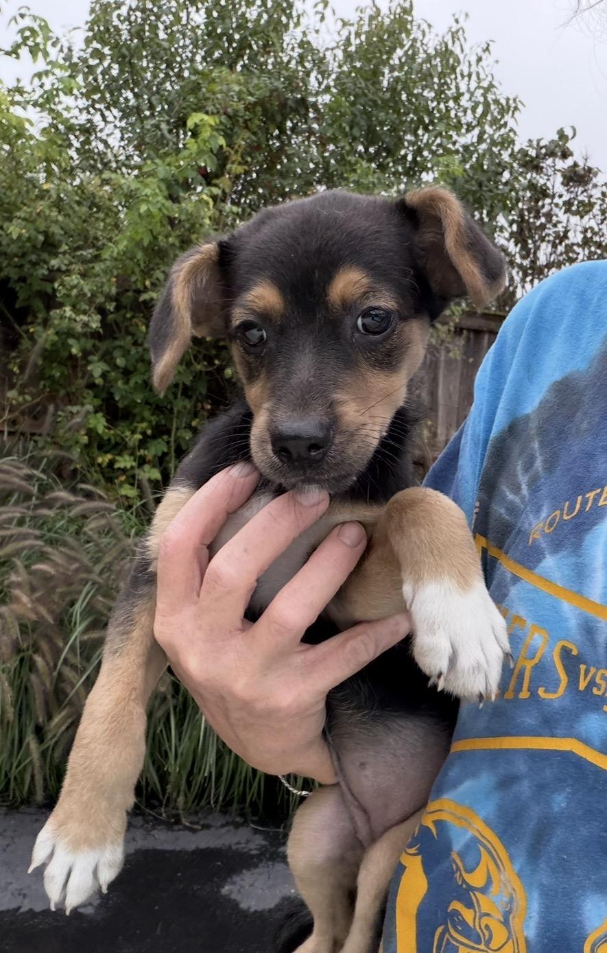 Enlarge Pastora, a Adoptable mixed breed in Arlington Heights, IL image 3/5