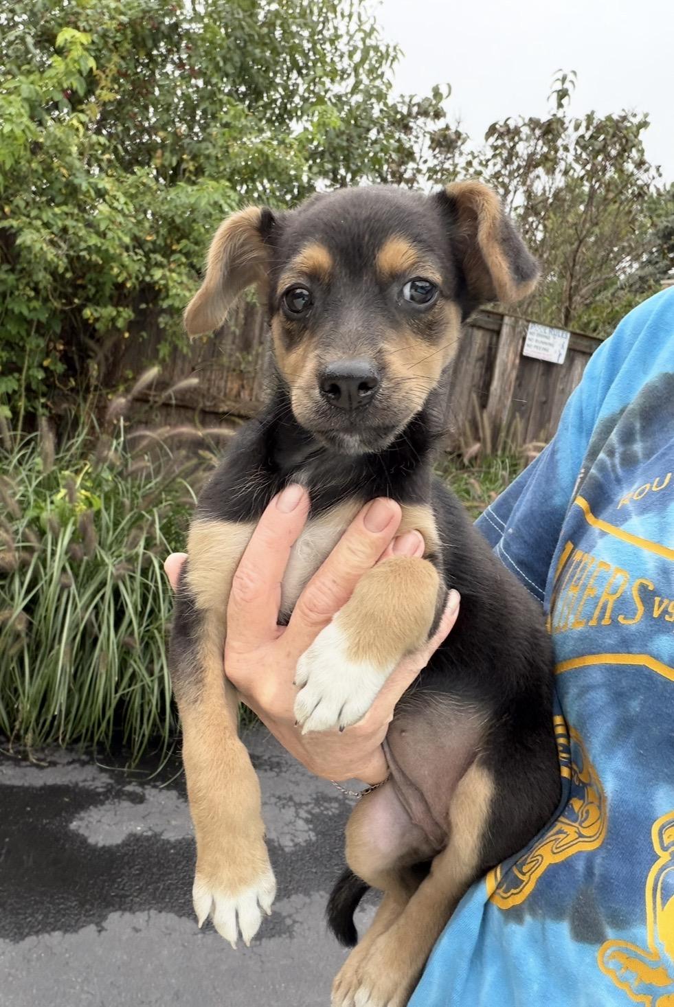 Enlarge Pastora, a Adoptable mixed breed in Arlington Heights, IL image 4/5