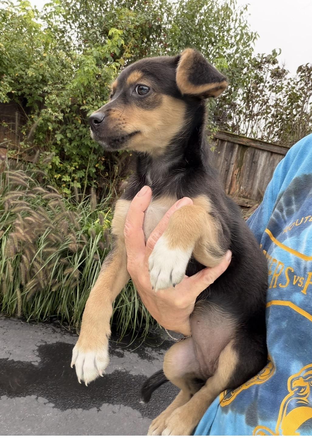 Enlarge Pastora, a Adoptable mixed breed in Arlington Heights, IL image 2/5