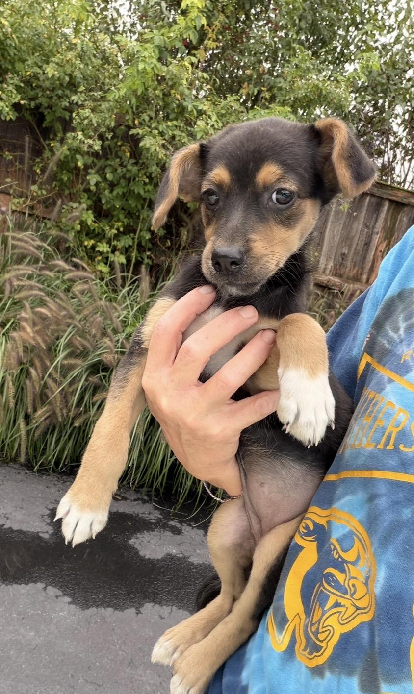 Enlarge Pastora, a Adoptable mixed breed in Arlington Heights, IL image 5/5