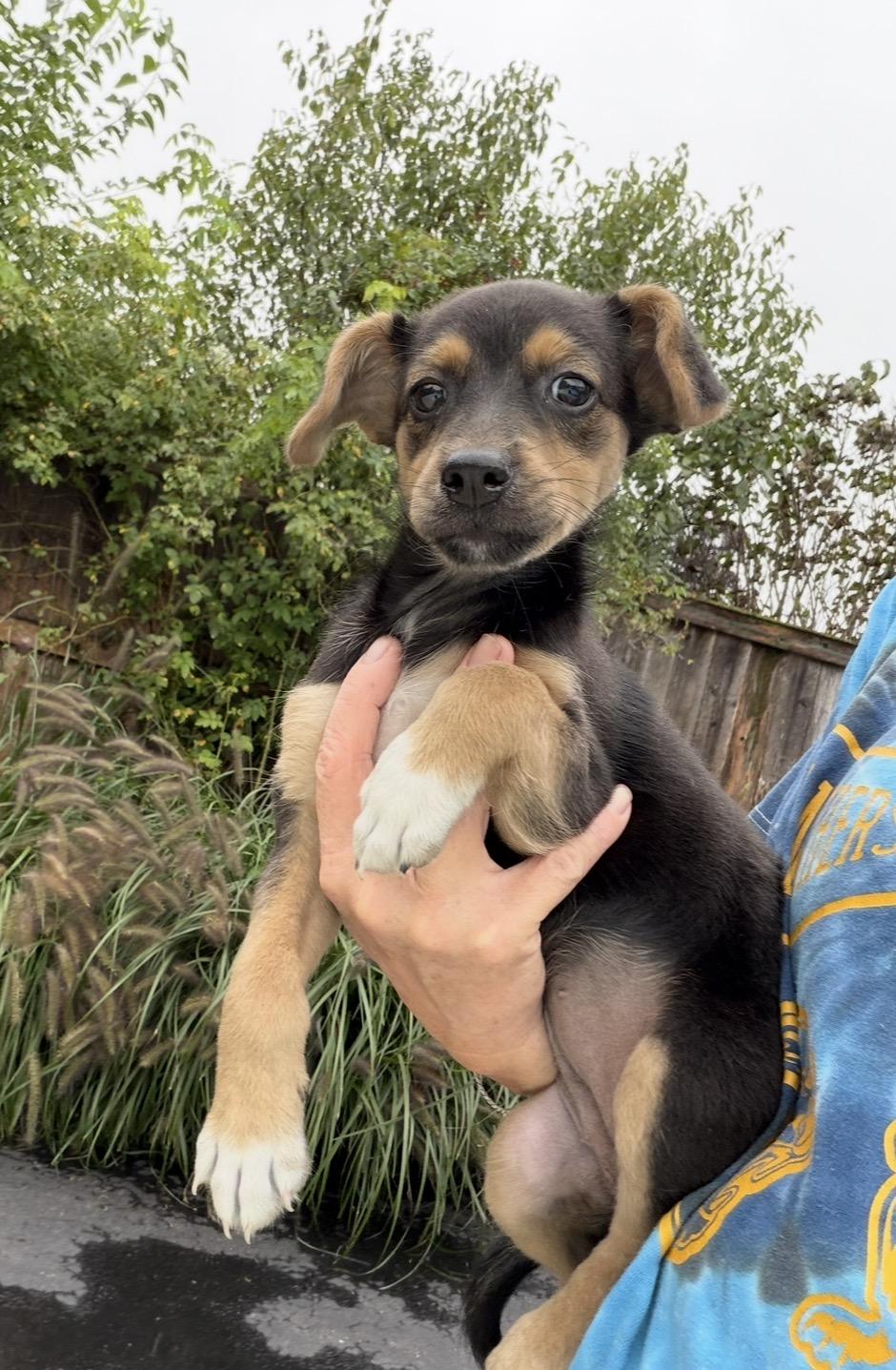 Pastora, Adoptable, Puppy Female Australian Shepherd.