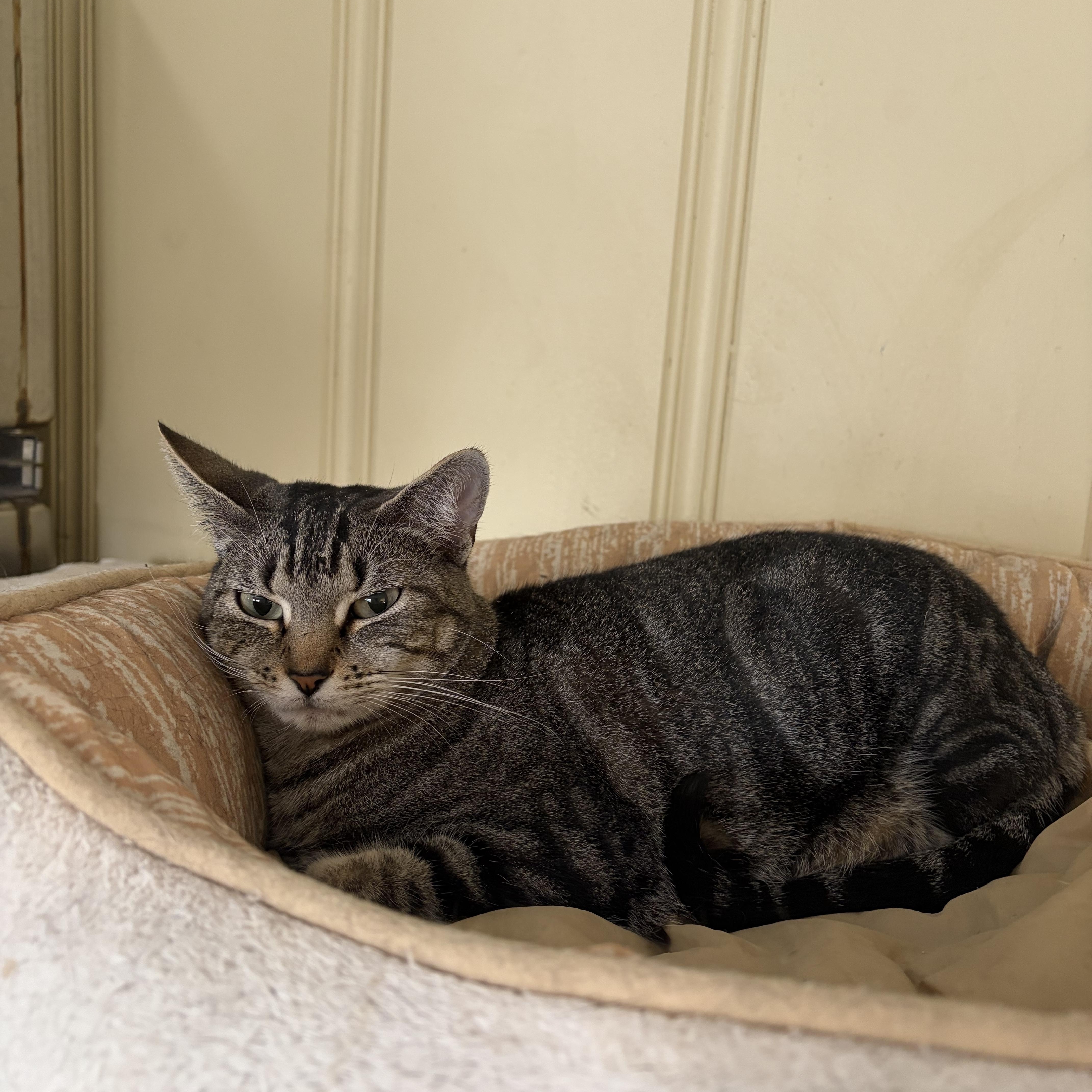 Dawn, ADOPTABLE, Adult Female Domestic Short Hair.